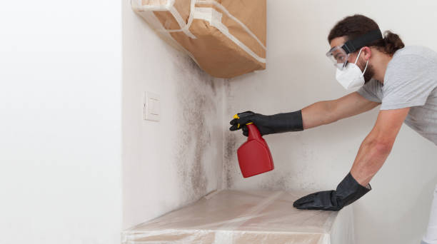 Professional Black Mold Removal technician working in Jackson, NJ